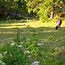 Nature5_thumb